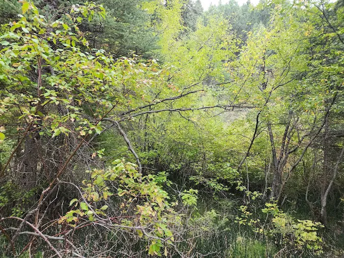 Swift Creek Campground Picture 3