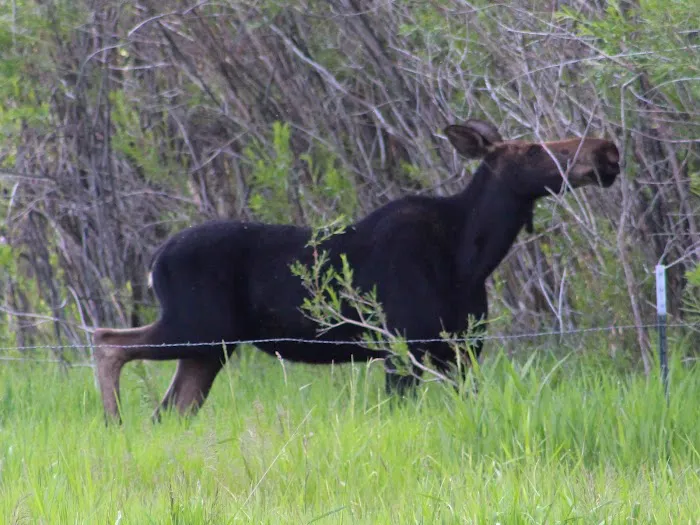 Blackfoot Reservoir Campground Picture 7