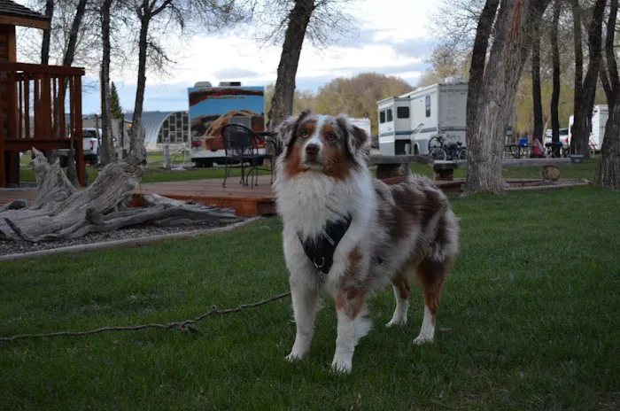 Dubois / Wind River KOA Holiday Picture 9