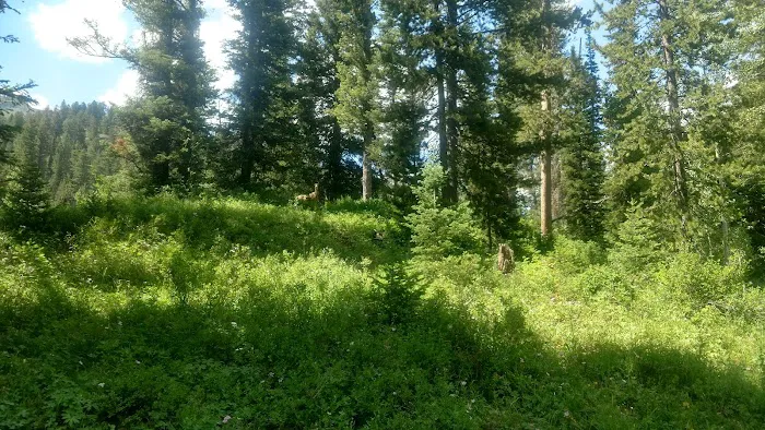 Cottonwood Lake Group Campground Picture 5