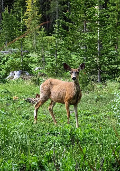 Sacajawea Campground Picture 6