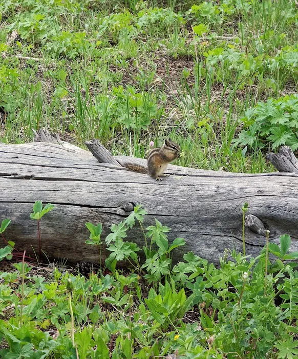 Sacajawea Campground Picture 5