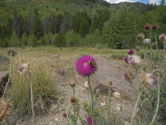 Allred Flat Campground Picture 8