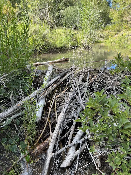 Allred Flat Campground Picture 9