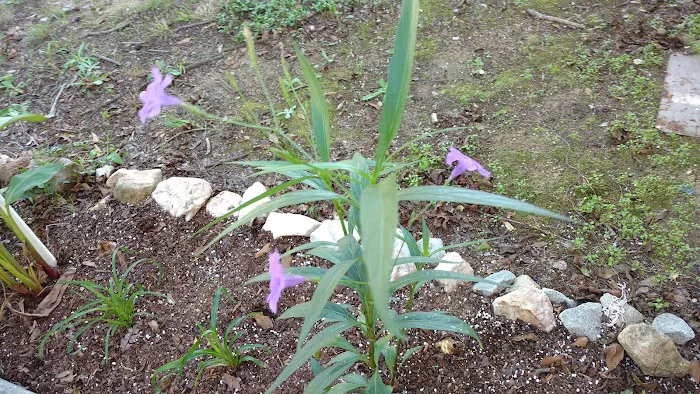 Southern Comfort RV Park Picture 10