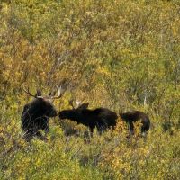 La Barge Guard Station ico