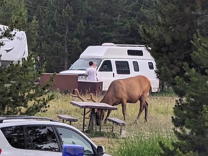 Bridge Bay Campground Picture 2