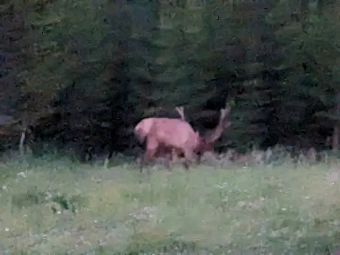 Bridge Bay Campground Picture 4