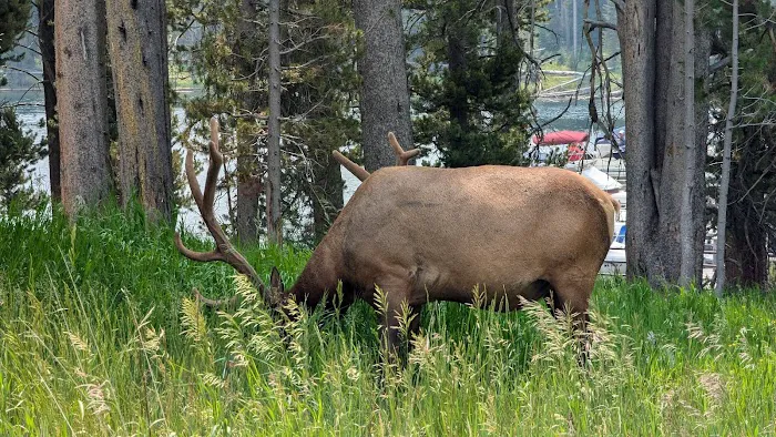 Bridge Bay Campground Picture 4