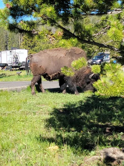 Bridge Bay Campground Picture 7