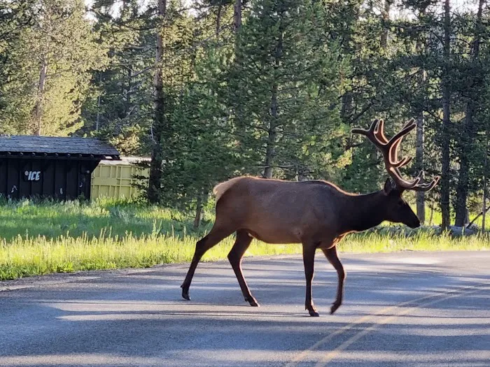 Bridge Bay Campground Picture 6