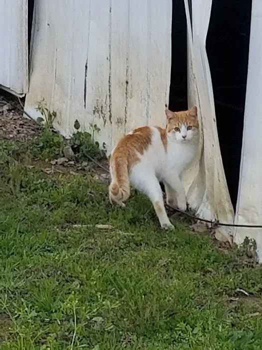 Oak Grove Mountain Village Picture 2