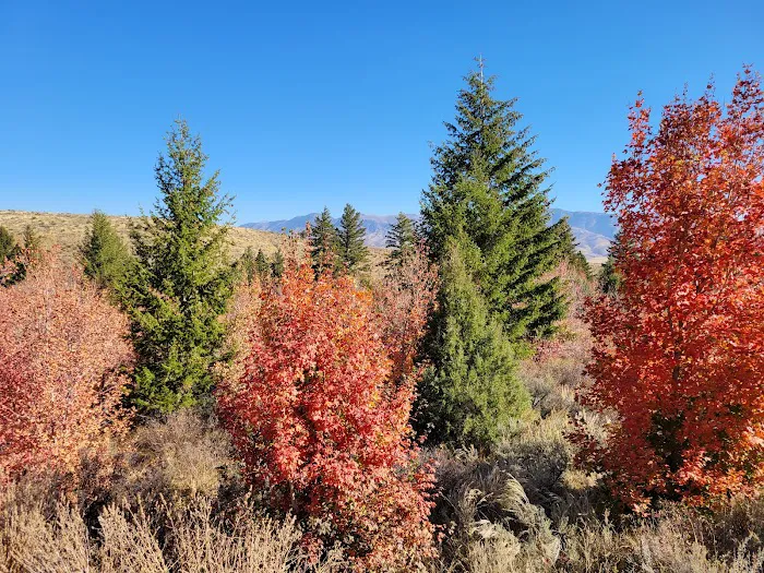 Goodenough Creek Campground Picture 3