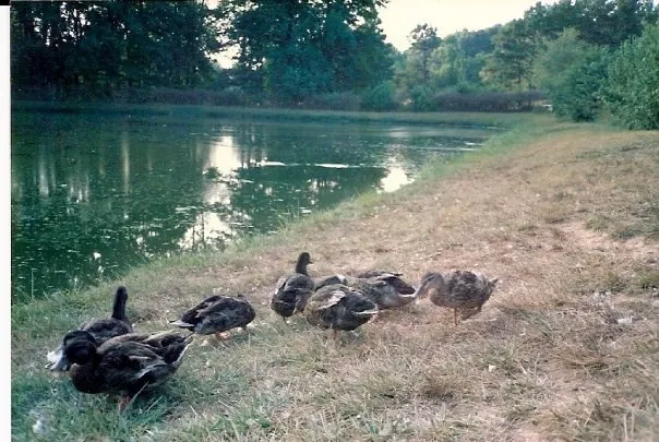 Dixie Mobile Home Park Picture 10