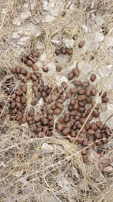 New Fork Lake Campground Picture 10