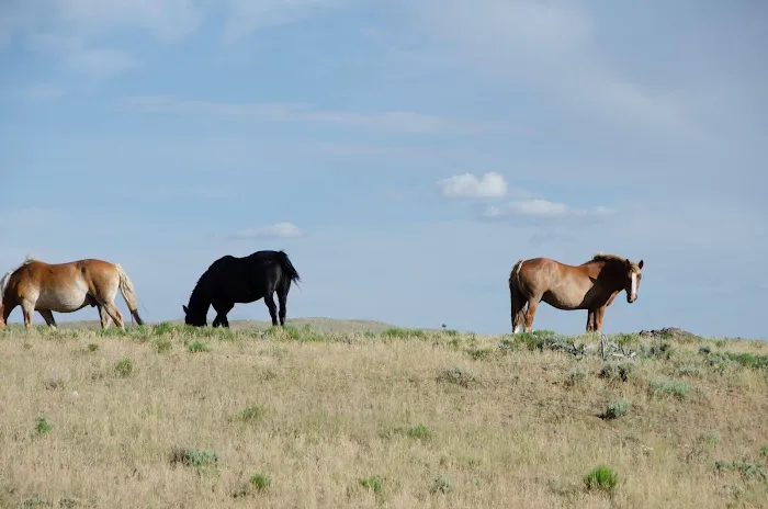 Soda Lake Campground Picture 6