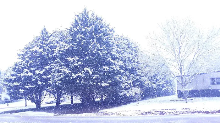 Bishop Mobile Home Park Picture 6