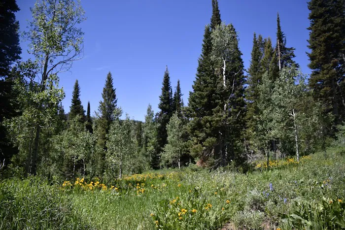 Emigration Campground Picture 1