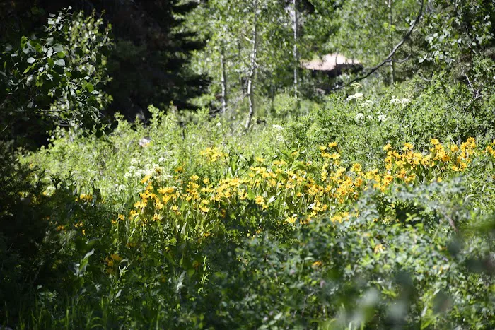 Emigration Campground Picture 5