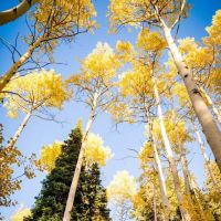 Hams Fork Campground ico