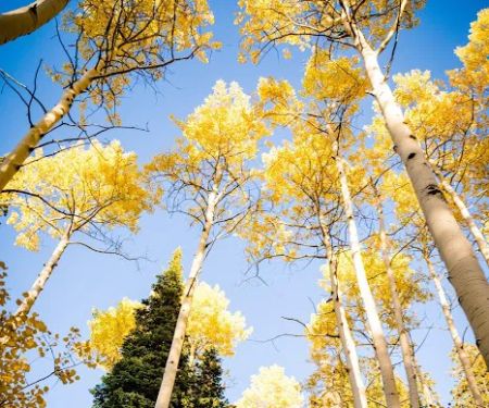 Hams Fork Campground