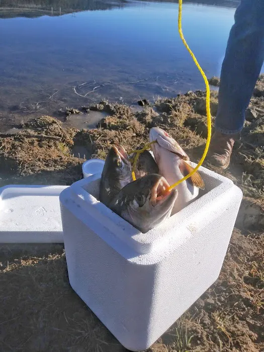 Hawkins Reservoir Campground Picture 5