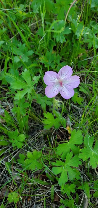 North Boulder Lake Campground Picture 9