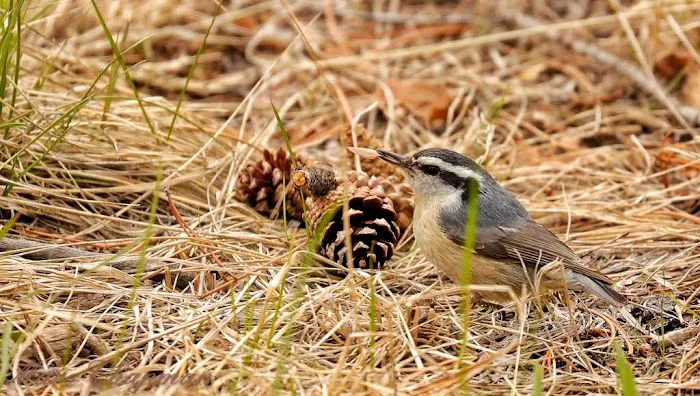 Boulder Lake Campground Picture 9
