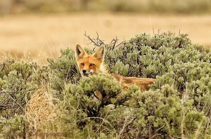 Boulder Lake Campground Picture 10