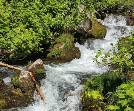 Paris Springs Campground