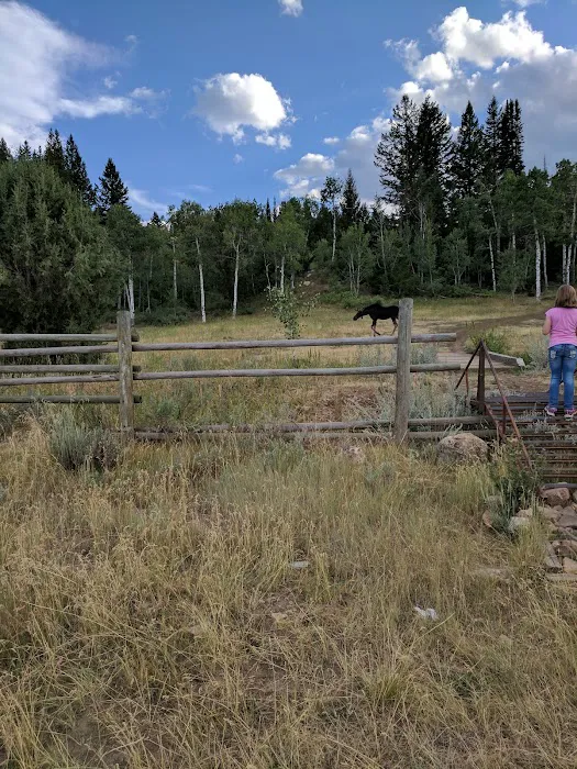 Paris Springs Campground Picture 5