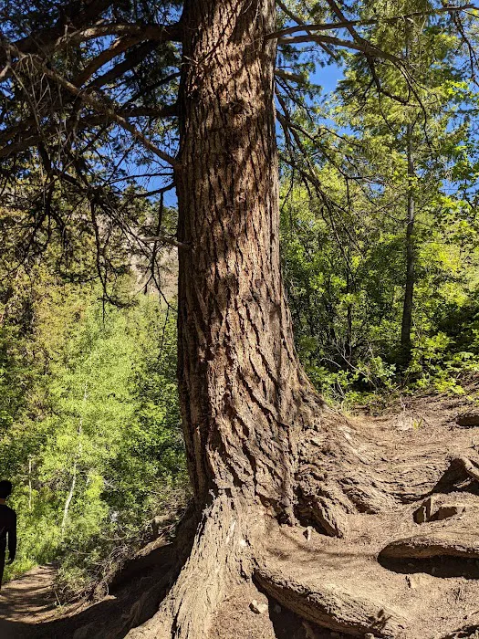 Paris Springs Campground Picture 8