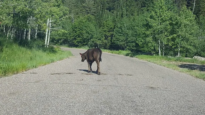 Davis Canyon Overflow Campground Picture 3