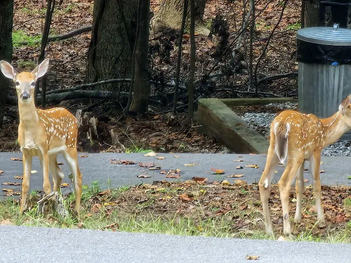 Shady Grove RV Park Picture 2