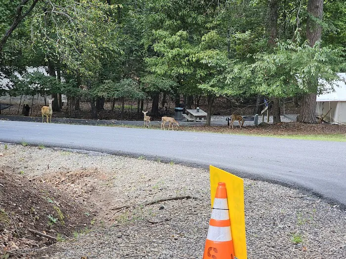 Shady Grove RV Park Picture 1