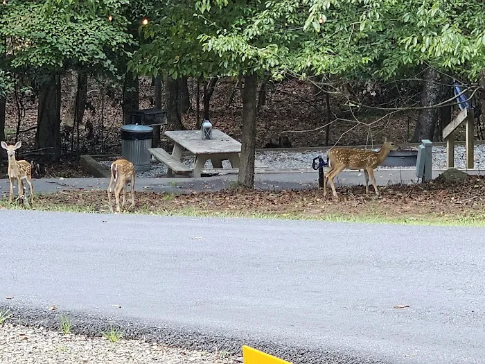 Shady Grove RV Park Picture 6