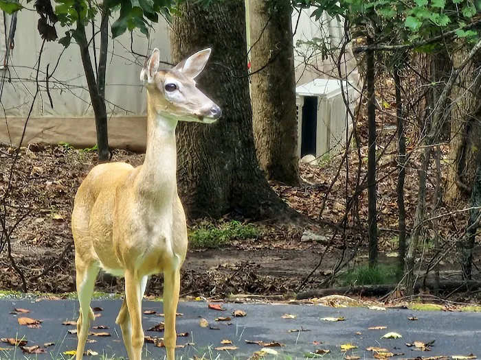Shady Grove RV Park Picture 7