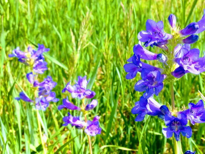 Hull Valley Camp Picture 4