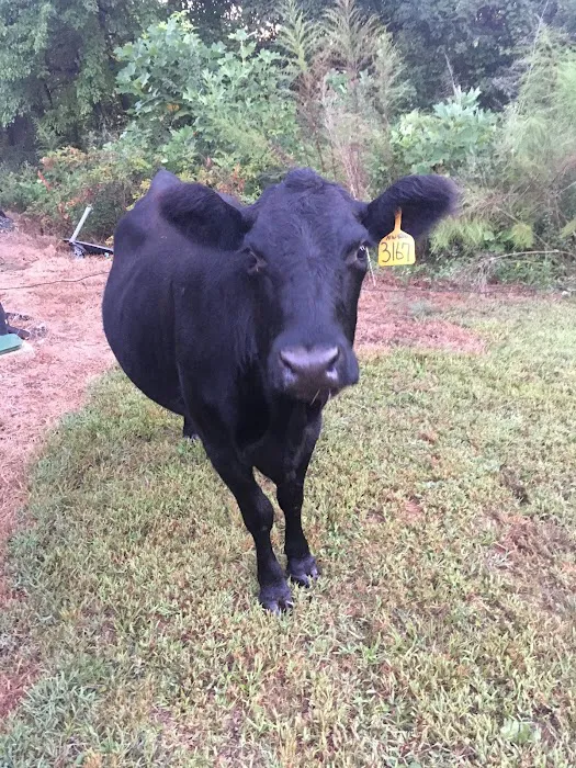 North Atlanta RV Park Picture 10