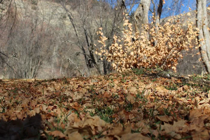 Albert Moser Campground Picture 2