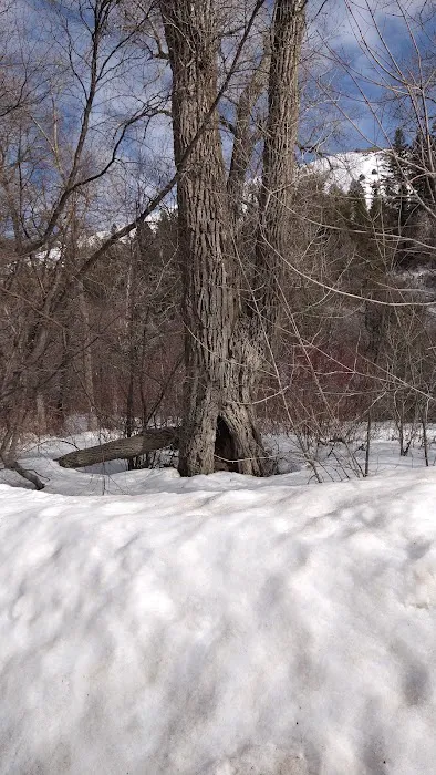 Albert Moser Campground Picture 4