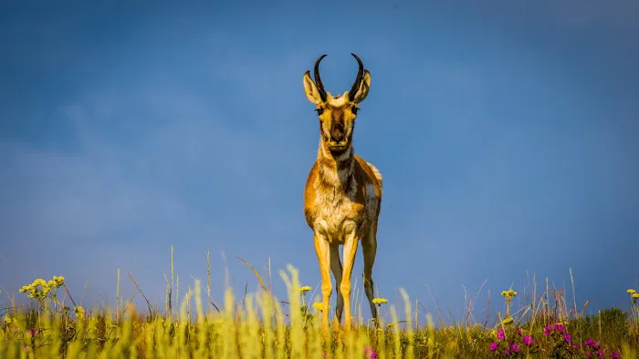 Appaloosa Meadows Picture 1