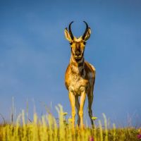 Appaloosa Meadows ico