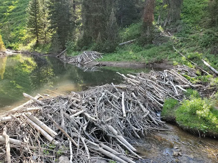 Beaver Creek Campground Picture 4