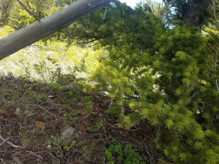 Beaver Creek Campground Picture 10