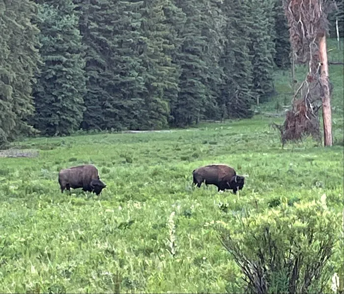 Pebble Creek Campground Picture 5