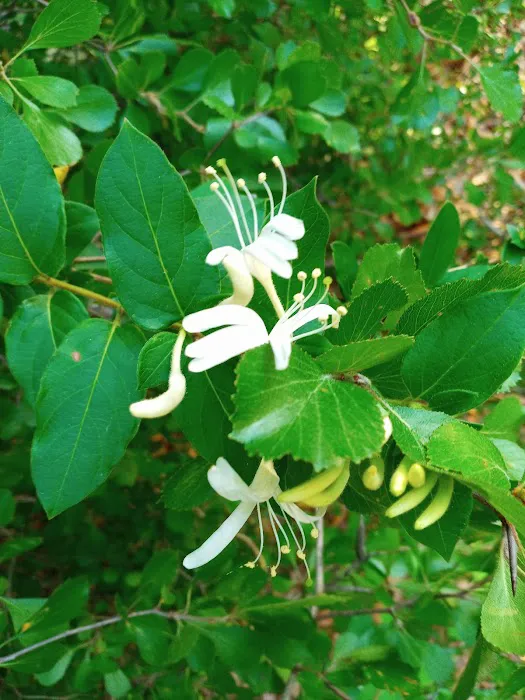 Parkwood Mobile Home Park. Picture 10