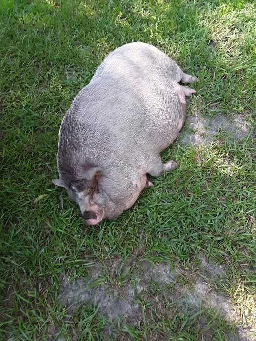 McGregor Downs Mobile Home Pk Picture 3