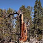 Dickinson Creek Campground