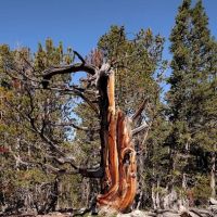 Dickinson Creek Campground ico